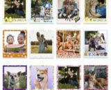 50 Polaroid con Diseños
