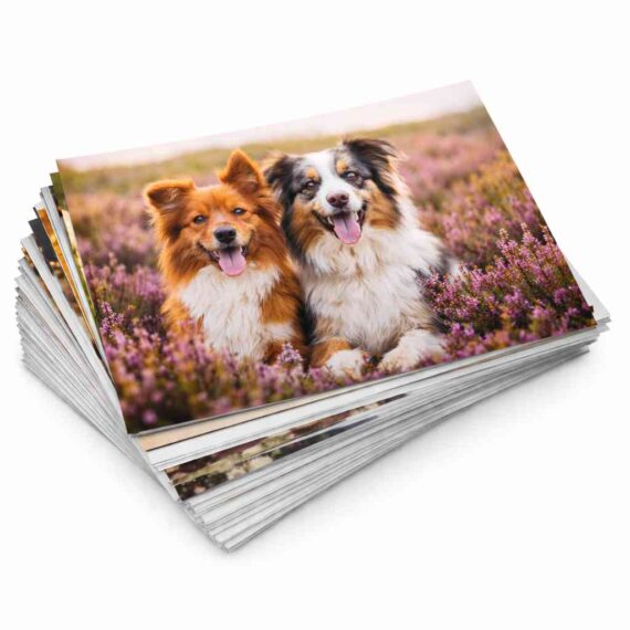 product_dogs_under_50kb